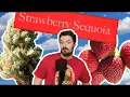 Season 1 Episode 2 Dry Weed In The Market Strawberry Sequoia by Lonely Bones Strain Review