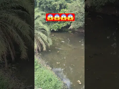 Biggest monitor lizard | #lizard #crocodile #dengerous #shorts #viral #trending #reelsviral #fifa