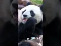 Download Lagu Panda Sound 🐼 #shorts