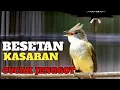 Download Lagu BESETAN SUPER KASAR MASTERAN CUCAK JENGGOT GACOR UNTUK MURAI BATU LOMBA