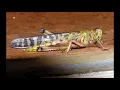 Locust attack in india: Life cycle, Behaviour and Their control through various methods ...