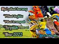 Download Lagu Suara pikat burung kecil paling ampuh || suara burung ribut terampuh