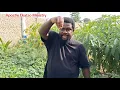 Download Lagu Sp!r!tual B£n£f!ts of Be@ns Le@fs 