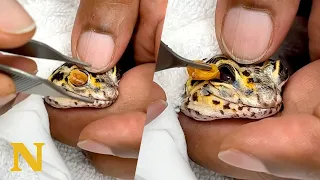 Gecko Gets Satisfying Eye Cap Removal 🫣🦎