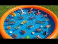 Deep Sea Creatures for Kids Gigantism Colossal Squid Gulper Eel Toddlers Learning