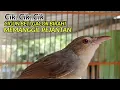 Download Lagu PANCINGAN CIGUN BETINA❗MEMANGGIL JANTAN AGAR CEPAT NYAUT EMOSI DAN  IKUTAN BUNYI