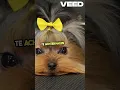 Download Lagu Ontdek Waarom Je Hond Trilt! hond trilt,hondje trilt,waarom trilt mijn hond, #hond trilt koud,