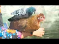 Download Lagu HOGY VAN A CSIRKE A FALUBAN?