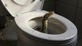 ازاى ثعبان خرج من قعدة الحمام ولدغ البنت فى مصر عادل مجدى 