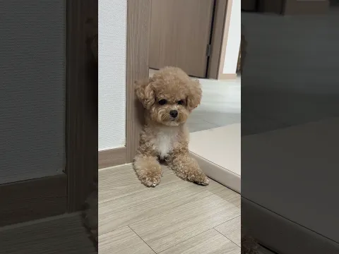 시각장애인 아빠 위해 집안일 해버리는 강아지 #시트콤