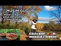 Lagu Kenapa Strawberry dinamakan strawberry, waktu terbagus menanam Strawberry adalah di musim gugur