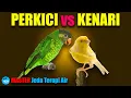 Download Lagu MASTER PERKICI vs KENARI  Jeda Terapi Air AMPUH