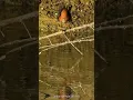 Download Lagu White-breasted Waterhen (Amaurornis phoenicurus)