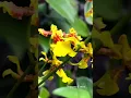 Download Lagu Oncidium golden shower #anggrekoma  #anggrek  #oncidium #garden  #hobby