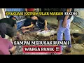 Download Lagu EVAKUASI ULAR PALING EXTR1M ‼️ USAI MEN3LAN KUCING SAMPAI MERUSAK RUMAH 