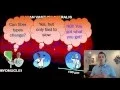 What Are Fiber Types - Part 1 55 Min Phys