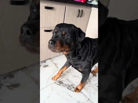 Un perro muy atento 😍