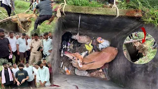 देखिए कुएँ में गिरे तीन बेज़ुबान एक साथ, बहुत मसक्कत के बाद कैसे बाहर निकाला गया! 🤔 Animal Rescue 