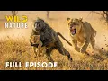 Win or Die FULL EPISODE Deadliest Battles for Survival Animal documentary