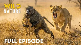 Win or Die FULL EPISODE Deadliest Battles for Survival Animal documentary