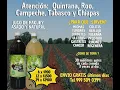 Jugo de maguey verde santo