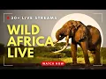 Wild Africa Live Safari Cam Watch Lions Elephants More