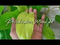 Philodendron Moonlight - how to grow