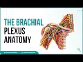 The Brachial Plexus Anatomy USMLE Roots Trunks Divisions Cords Branches Clinical anatomy