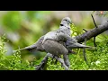 Birdwatching: Eurasian Collared Dove Call - Bird Sounds - 4K Video Ultra HD
