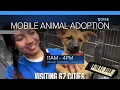 Today In Your Neighborhood Mobile animal adoption and Stoke The Flow