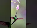 Download Lagu KOLIBRI PARUH PANJANG@Natumengchannel #kolibri #kolibrininja #birdspecies #birdslover #birds
