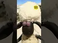 Download Lagu What would you do on a white Christmas? | Shaun the Sheep | CBBC