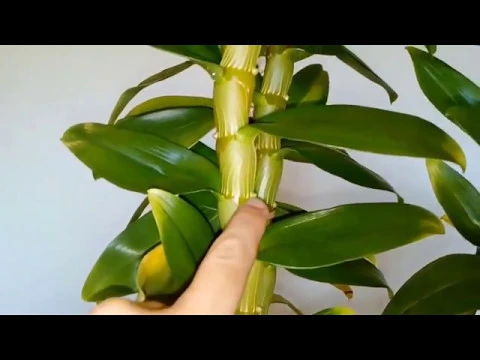 CÓMO CUIDAR UNA ORQUÍDEA DENDROBIUM NOBILE (PARTE 2) DENDROBIUM PHALAENOPSIS Y ARAÑA ROJA