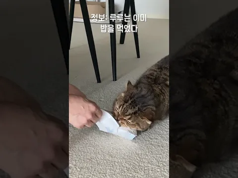 이 고양이는 말 안해도 알아서 잘 챙겨먹습니다