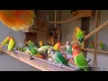 Download Lagu Peach-Faced Lovebirds Aviary - Saturday, July 10th, 2021
