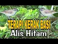 Download Lagu UNTUK TERAPI KERAK BASI ALIS HITAM YANG SUSAH BUNYI !!!
