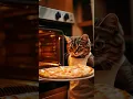 Lagu Chef tommy: The Pizza-Making Cat!