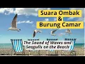 Download Lagu Suara Ombak dan Burung di Pantai #ombak  #laut  #burung #burungcamar  #relaxing  #relaksasi