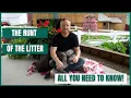 The Runt of the Litter All you need to know