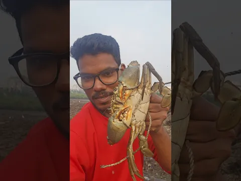 mud 🦀 crab, big size crab