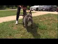 Lynchburg dog needs extra love care