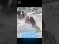 Download Lagu Dog vs Bear: This Dog Has NO Fear!