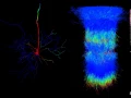 1D-3D simulation of neuron network