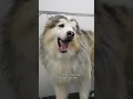 The most dramatic Malamute