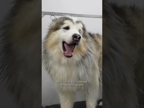The most dramatic Malamute 🎵📢