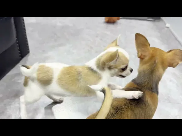 動画