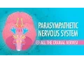 Download Lagu Parasympathetic Nervous System: Crash Course Anatomy \u0026 Physiology #15