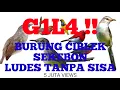 Download Lagu Suara Andalan Burung Ciblek, Kombinasi Burung Kejepit
