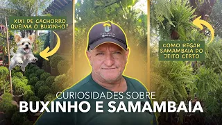 TUDO SOBRE BUXINHOS E SAMAMBAIAS - DICAS E CURIOSIDADES