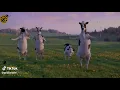 اغنية علاوي لاوي لاوي علاوي لاوي لاوي 😂😂😂😂😂